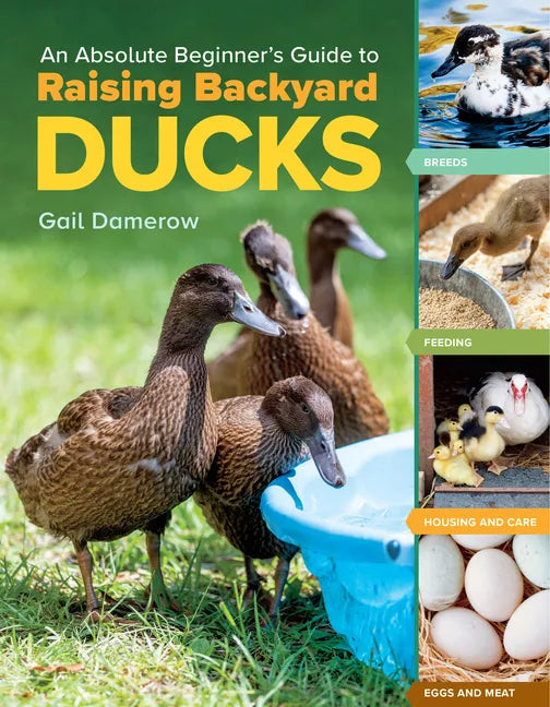 An Absolute Beginner's Guide to Raising Backyard Ducks: Breeds, Feeding, Housing and Care, Eggs and Meat - Paperback