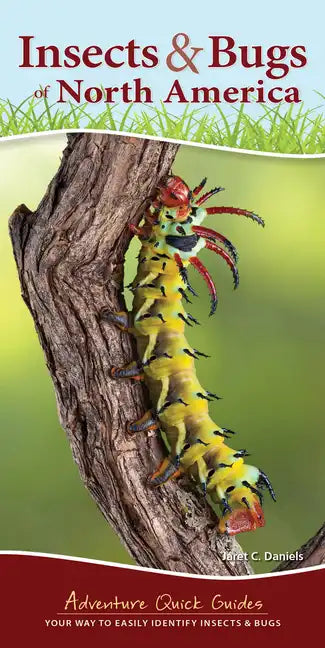 Insects & Bugs of North America: Your Way to Easily Identify Insects & Bugs - Spiral