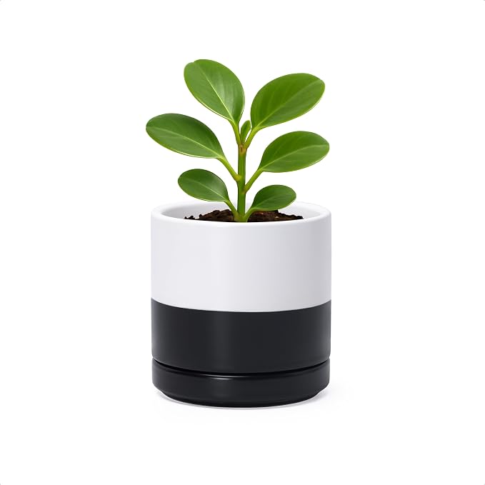 D'vine Dev 3.5 Inch Ceramic Planter Pot, Black White Two Tone, 94-O-A-L | Modern Cylinder Design, Drainage Hole & Saucer Included, Stable Structure, Elegant Home Accent