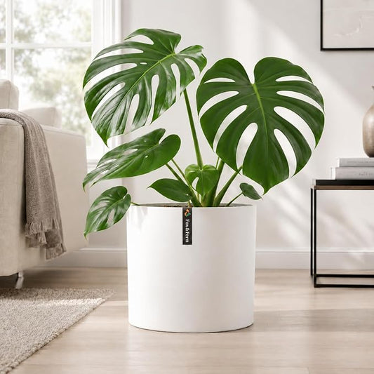 Fox & Fern Large Indoor Planter, Modern Large Plant Pot for Indoor or Outdoor, UV and Frost Resistant - 10 Inch, Matte White Flower Pot with Drainage Plug