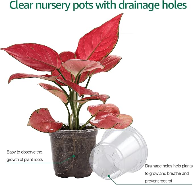 Bluepro Clear Nursery Pots with Humidity Domes, 4 Inch, 30-Pack | Clear PET, Drainage Holes, Root and Germination Visibility, Flexible, Indoor Propagation and Seed Starting