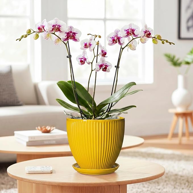 6 Inch Plant Pot, Ceramic Planter with Drainage Hole and Saucer, Decorative Small Plant Pots for Indoor Plants, Modern Round Flower Pot, Home Office Room Decor, House Warming Gifts, Yellow