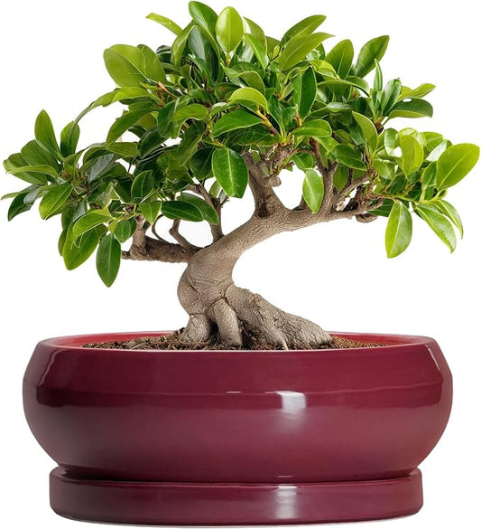 Bonsai Pots 10 Inch - Ceramic Succulent Planters for Indoor Plants Outdoor, Round Succulent Pots with Drainage Hole and Tray, Shallow Planter, Room Decor, Gifts for Plant Lovers, Wine Red