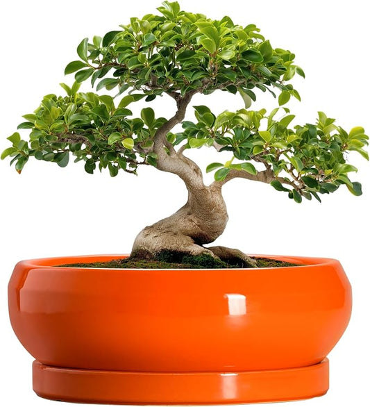 Bonsai Pots - 13 Inch Ceramic Succulent Pots with Drainage Hole and Saucer, Shallow Planter for Indoor Outdoor, Bonsai Planters, Large Planter Bowl, Porch Decor, Gift for Plant Lover, Orange