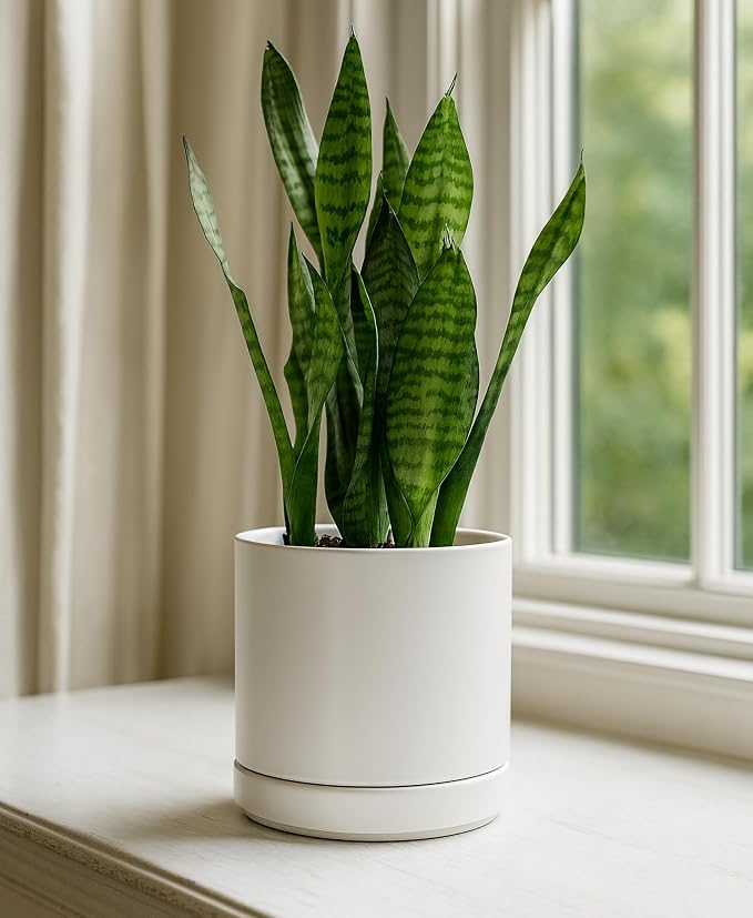 D'vine Dev 6.5 Inch Ceramic Planter Pot, White, 94-O-C-1 | Modern Cylinder Design, Drainage Hole & Saucer Included, Stable Structure, Elegant Home Accent