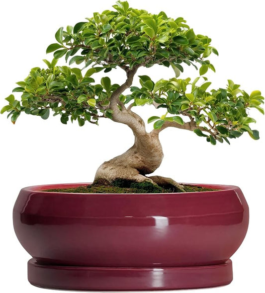 Bonsai Tree Pots 13 Inch - Ceramic Bonsai Pots with Drainage Hole and Tray, Large Succulent Planters Indoor, Round Bowl Planter Outdoor, Shallow Planter, House Decor, Birthday Gifts, Wine Red