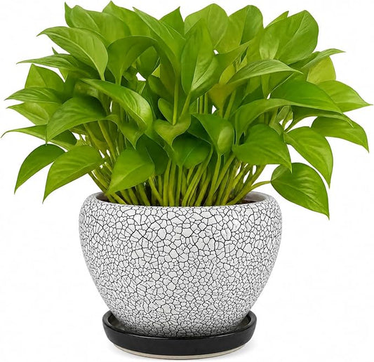 Deep Dream 6 Inch Plant Pots- Ceramic Planter Pot with Drainage Hole and Saucer, Round Flower Pot for Indoor Outdoor Succulent, Snake Plants and Cactus, Wood Crack Black