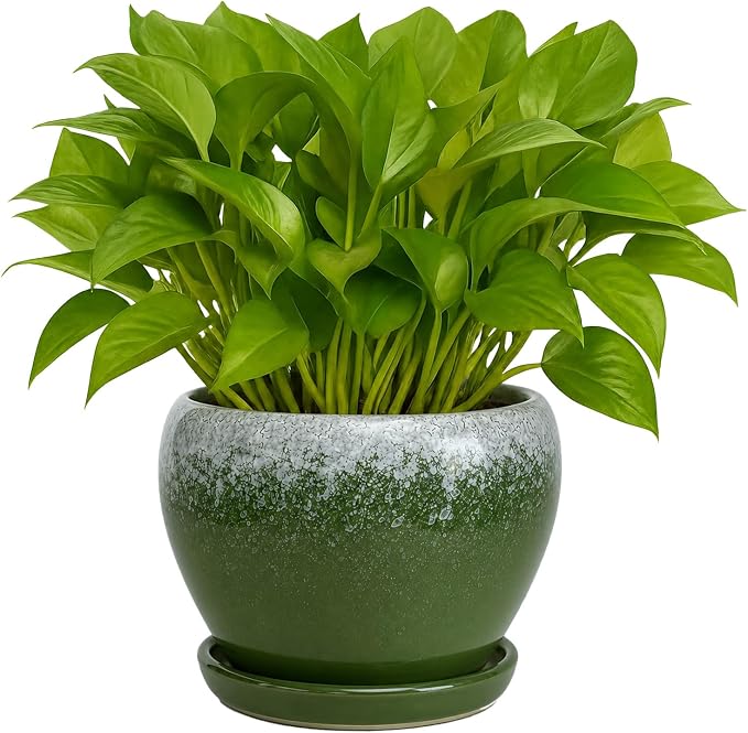 Deep Dream 6 Inch Plant Pots- Ceramic Planter Pot with Drainage Hole and Saucer, Round Flower Pot for Indoor Outdoor Succulent, Snake Plants and Cactus, Blackish Green