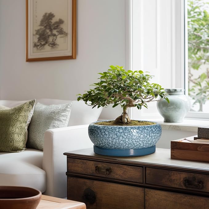 Bonsai Pots 10 Inch - Ceramic Succulent Planters with Drainage Hole and Saucer, Succulent Pots for Indoor Outdoor, Shallow Flower Pot, Round Planter, Patio Decor, Housewarming Gifts, Blue