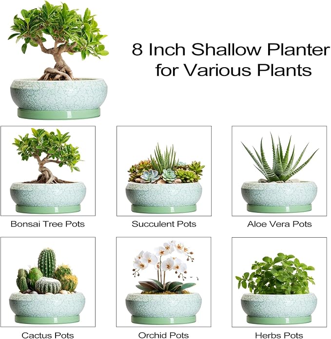 Bonsai Pots Ceramic - 8 Inch Succulent Pots Indoor Outdoor, Shallow Planters with Drainage Hole and Tray, Ceramic Planter Bowl, Round Planter, Apartment Decor, Gifts for Plant Lovers, Green
