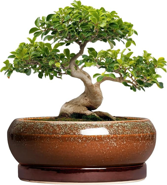 Bonsai Pots 13 Inch - Large Ceramic Succulent Planter for Indoor Outdoor, Round Shallow Planters with Drainage Hole and Saucer, Large Succulent Pots, Patio Decor, Garden Gifts, Retro Brown