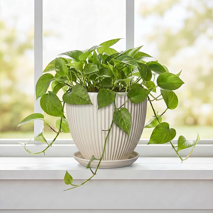 6 Inch Planter, Ceramic Pots for Plants Indoor, Decorative Plant Pots with Drainage Hole and Saucer, Round Flower Pot, Modern Small Planter, Office Decor, Gifts for Plant Lovers, Cream White