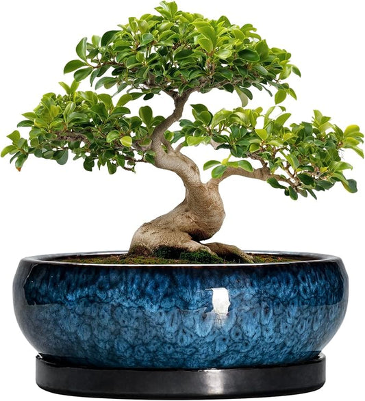 Bonsai Pots - 13 Inch Ceramic Succulent Pots for Indoor Outdoor, Large Succulent Planter with Drainage Hole and Saucer, Round Shallow Flower Planters, Porch Decor, Gardening Gifts, Blue