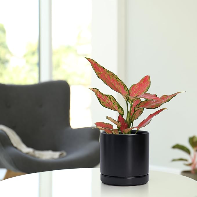 D'vine Dev 6.5 Inch Ceramic Planter Pot, Black, 94-O-C-2 | Modern Cylinder Design, Drainage Hole & Saucer Included, Stable Structure, Elegant Home Accent