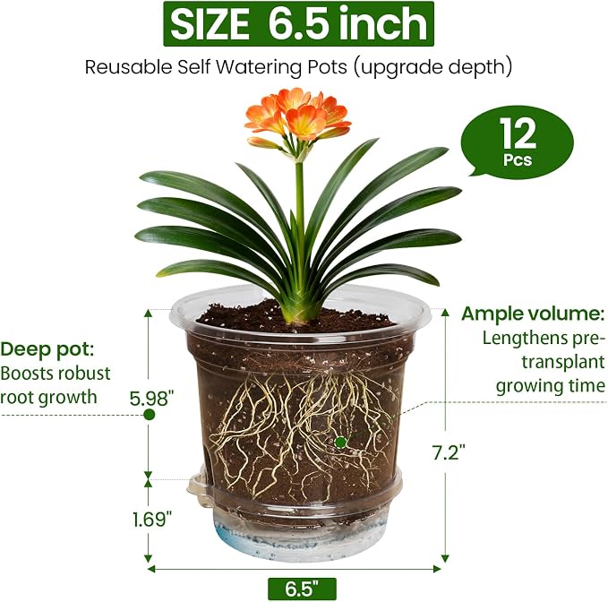 MIXC 12 Pack 6.5 Inch Self Watering Pots for Indoor Plants-Clear Plastic | With Drainage Holes & Deep Reservoirs, Wicking Rope，Root and Water-Level Visibility, Up to 7-Day Water Supply, Reusable