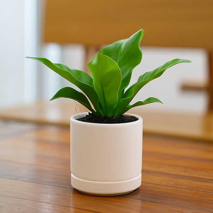D'vine Dev 3.5 Inch Ceramic Planter Pot, Oatmeal, 94-O-A-8 | Modern Cylinder Design, Drainage Hole & Saucer Included, Stable Structure, Elegant Home Accent