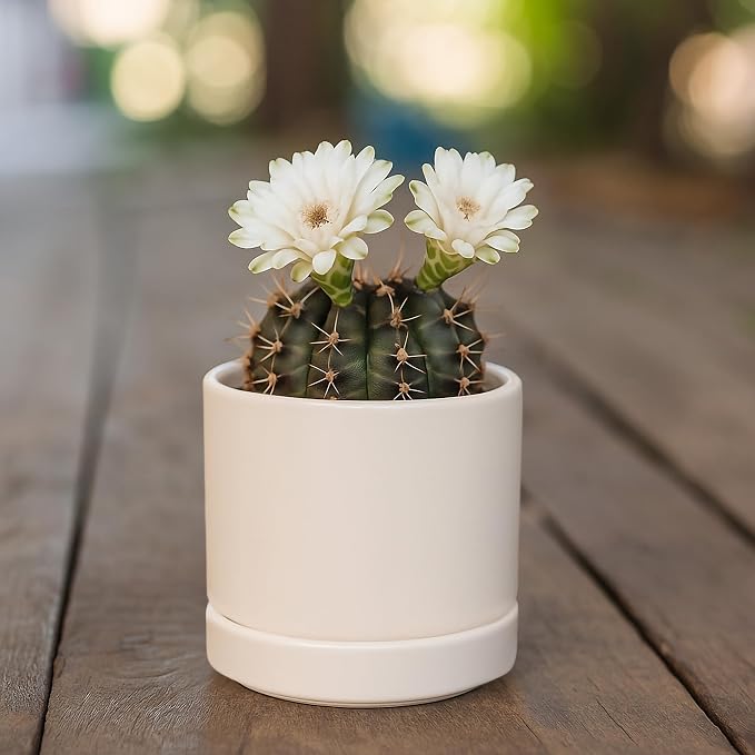 D'vine Dev 3.5 Inch Ceramic Planter Pot, Oatmeal, 94-O-A-8 | Modern Cylinder Design, Drainage Hole & Saucer Included, Stable Structure, Elegant Home Accent