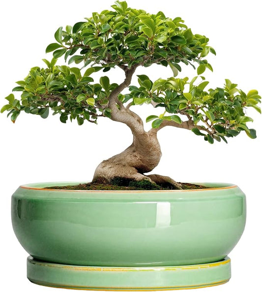 Large Bonsai Pots - 13 Inch Ceramic Succulent Pots for Indoor Outdoor, Ceramic Planter with Drainage Hole and Saucer, Shallow Round Planter, Garden Decor, Gifts for Women Men, Light Green