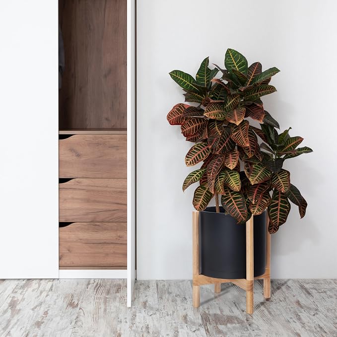 D'vine Dev Plastic Pot with Natural Wood Stand, Black, 12 in, 55-C-P-2 | Mid-Century Inspired Design, Elevated Plant Display, Clean Lines, Sturdy Support, Modern Space-Saving Style