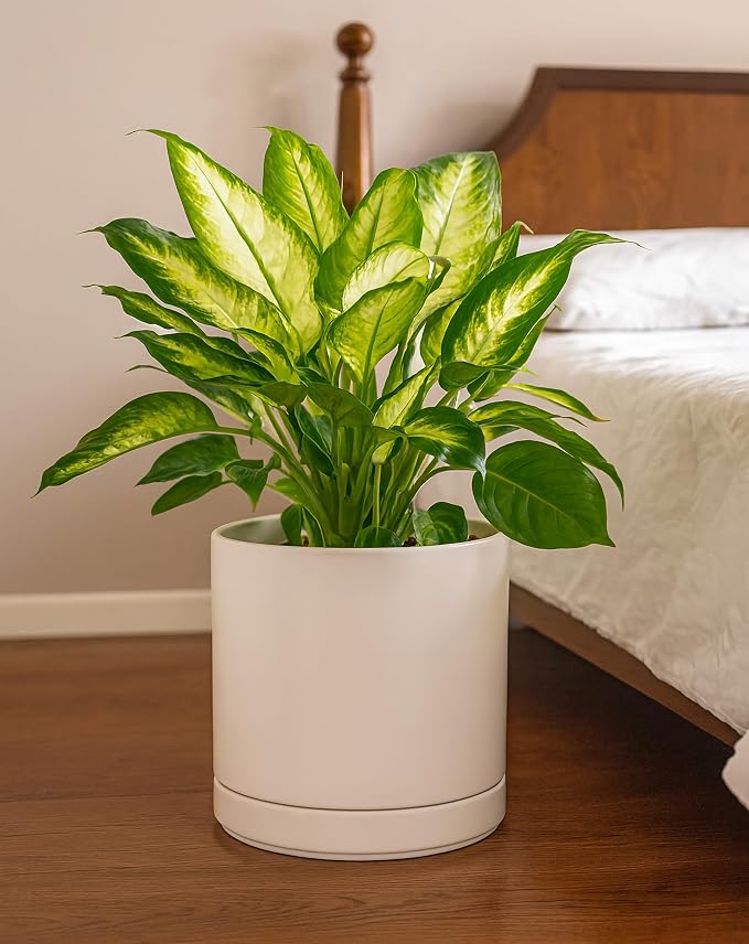 D'vine Dev 10 Inch Ceramic Planter Pot, Oatmeal, 94-O-E-8 | Modern Cylinder Design, Drainage Hole & Saucer Included, Stable Structure, Elegant Home Accent