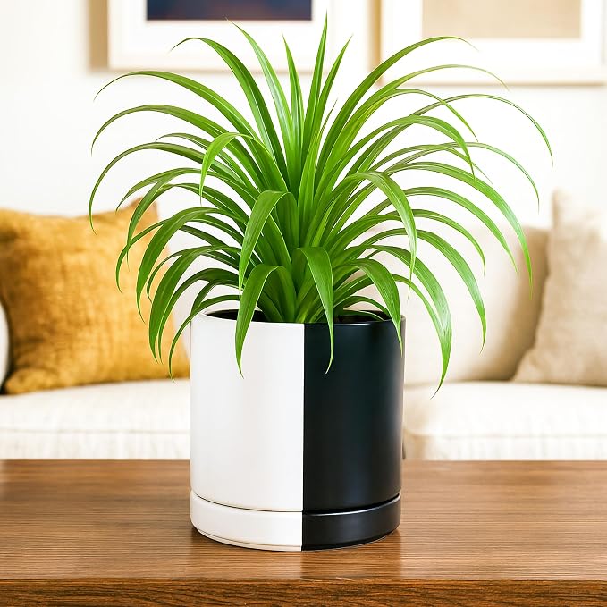 D'vine Dev 6.5 Inch Ceramic Planter Pot, Black White Split, 94-O-C-0 | Modern Cylinder Design, Drainage Hole & Saucer Included, Stable Structure, Elegant Home Accent