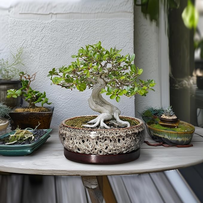 Succulent Pots 10 Inch - Ceramic Bonsai Pots with Drainage Hole and Tray, Large Succulent Planters, Shallow Planter Indoor, Round Planter Bowl, Window Decor, Gifts for Plant Lovers, White
