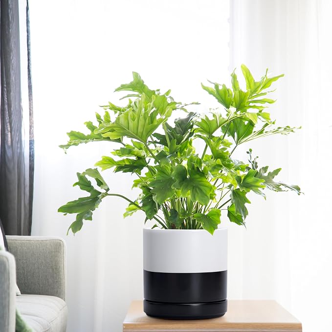 D'vine Dev 6.5 Inch Ceramic Planter Pot, Black White Two Tone, 94-O-C-L | Modern Cylinder Design, Drainage Hole & Saucer Included, Stable Structure, Elegant Home Accent