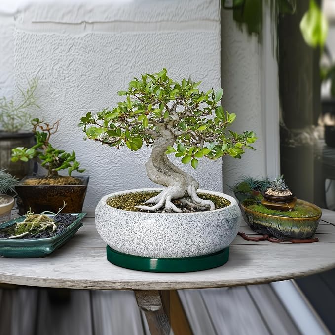 Succulent Planters 10 Inch - Ceramic Bonsai Pots with Drainage Hole and Saucer, Large Succulent Pots Indoor, Shallow Planter, Round Bowl Planter Outdoor, Patio Decor, Plant Lover Gift, Green