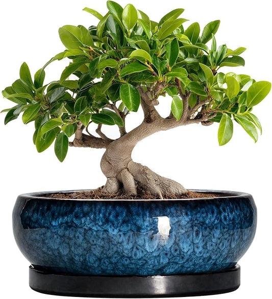 Bonsai Tree Pots 10 Inch - Ceramic Succulent Pot with Drainage Hole and Saucer, Bonsai Pots for Indoor Outdoor, Round Succulent Planter, Shallow Planter, Desk Decor, Plant Lover Gifts, Blue