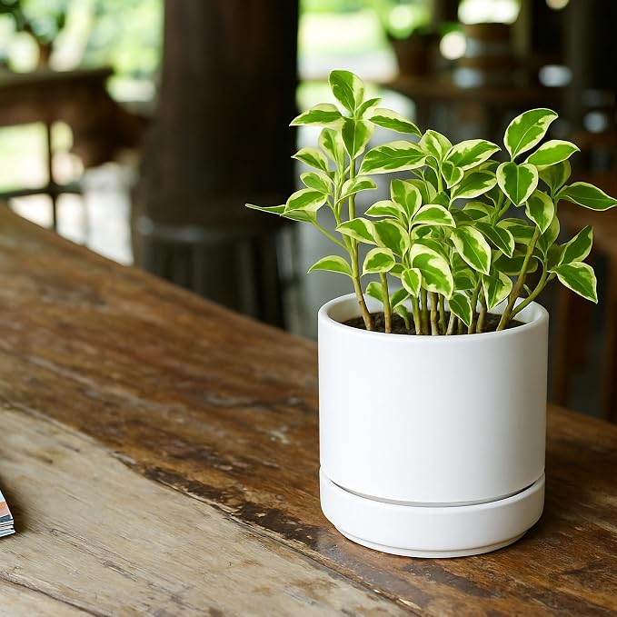 D'vine Dev 4.7 Inch Ceramic Planter Pot, White, 94-O-B-1 | Modern Cylinder Design, Drainage Hole & Saucer Included, Stable Structure, Elegant Home Accent