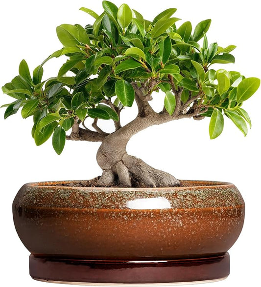 Bonsai Pots - 10 Inch Ceramic Succulent Pots with Drainage Hole and Saucer, Bonsai Planter for Indoor Outdoor, Large Shallow Planter Bowl, Office Decor, Gifts for Plant Lovers, Retro Brown