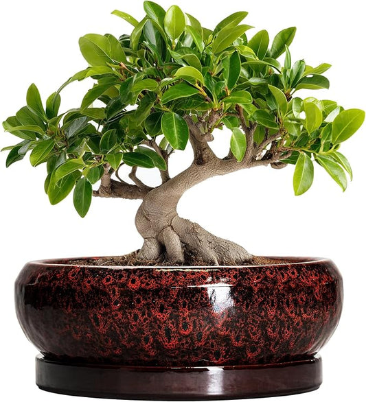 Bonsai Tree Pots - 10 Inch Ceramic Succulent Planters for Indoor Outdoor, Bonsai Pots with Drainage Hole and Saucer, Shallow Round Planter, Planter Bowl, Patio Decor, Gifts for Women, Red