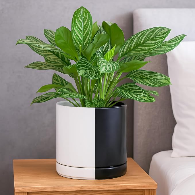 D'vine Dev 8.2 Inch Ceramic Planter Pot, Black White Split, 94-O-D-0 | Modern Cylinder Design, Drainage Hole & Saucer Included, Stable Structure, Elegant Home Accent