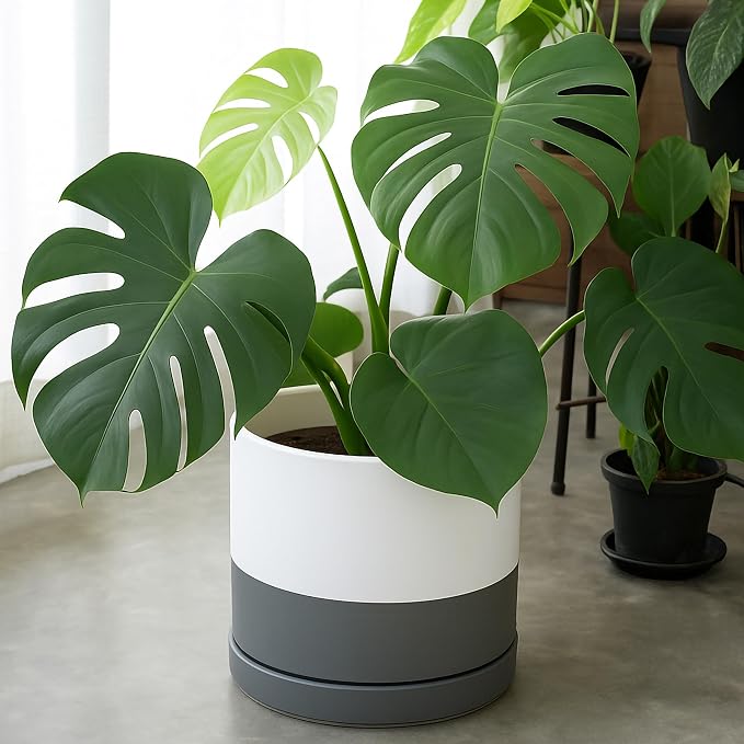 D'vine Dev 12 Inch Ceramic Planter Pot, White/Grey, 94-O-F-6 | Modern Cylinder Design, Drainage Hole & Saucer Included, Stable Structure, Elegant Home Accent