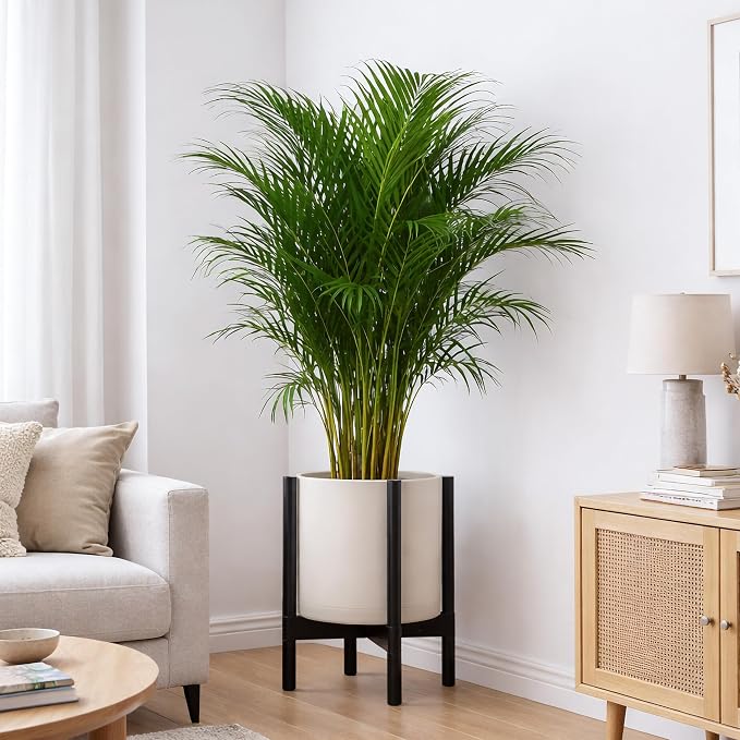 D'vine Dev Plastic Pot with Ebony Wood Stand, Oatmeal, 12 in, 55-C-Q-4 | Mid-Century Inspired Design, Elevated Plant Display, Clean Lines, Sturdy Support, Modern Space-Saving Style