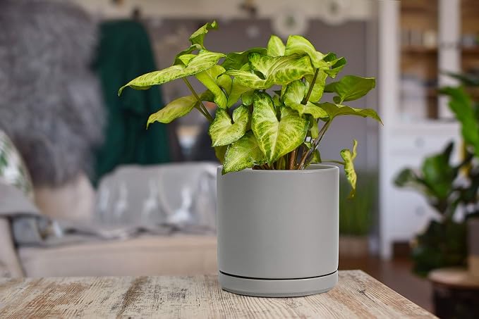 D'vine Dev 6 Inch Ceramic Planter Pot, Grey, 94-O-C-3 | Modern Cylinder Design, Drainage Hole & Saucer Included, Stable Structure, Elegant Home Accent