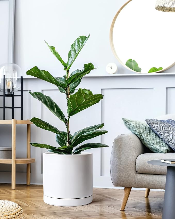 D'vine Dev 12 Inch Ceramic Planter Pot, White, 94-O-F-1 | Modern Cylinder Design, Drainage Hole & Saucer Included, Stable Structure, Elegant Home Accent