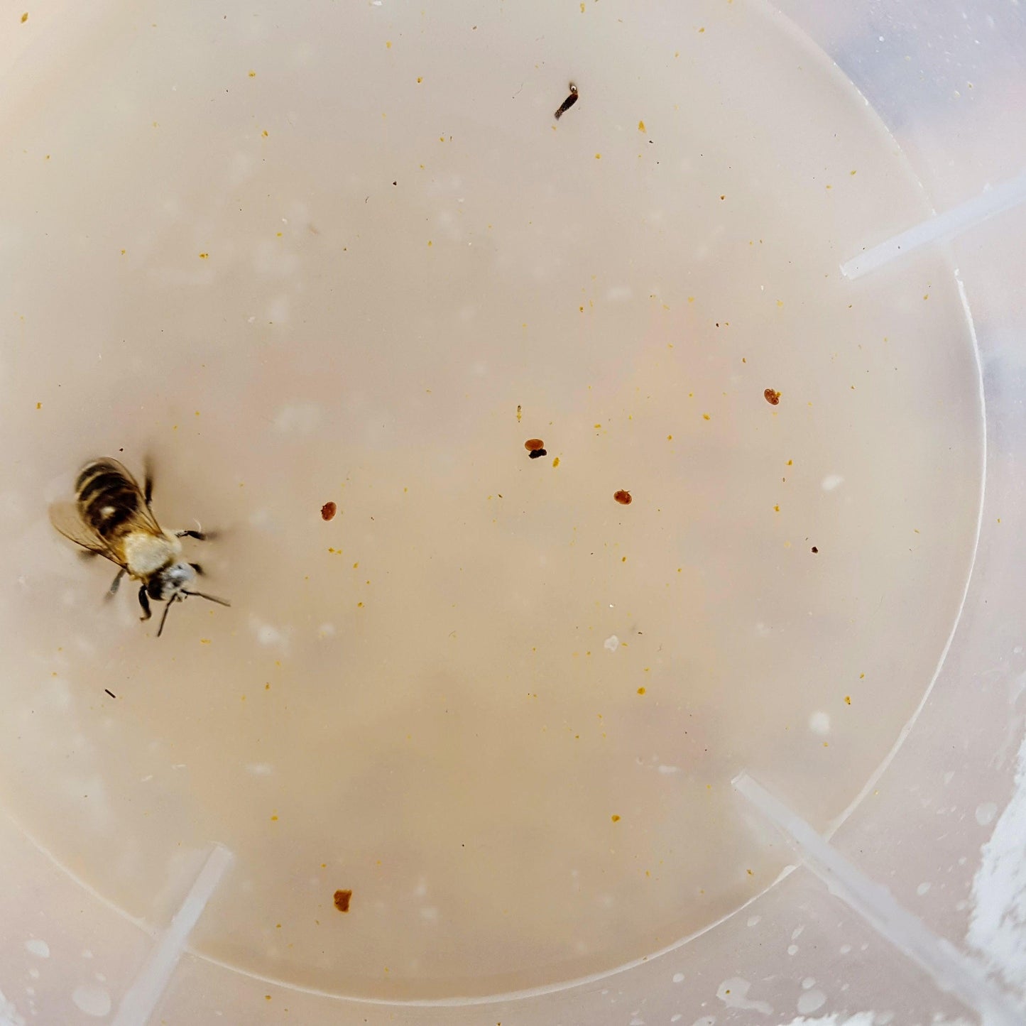 Varroa Easy Check