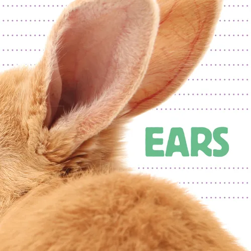 Ears - Paperback